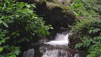 beeldmateriaal van klein water vallen Aan tropisch Woud. water vloeiende door rivier- steen. de beeldmateriaal is geschikt naar gebruik voor natuur filmmateriaal, en reizen bestemming filmmateriaal. video