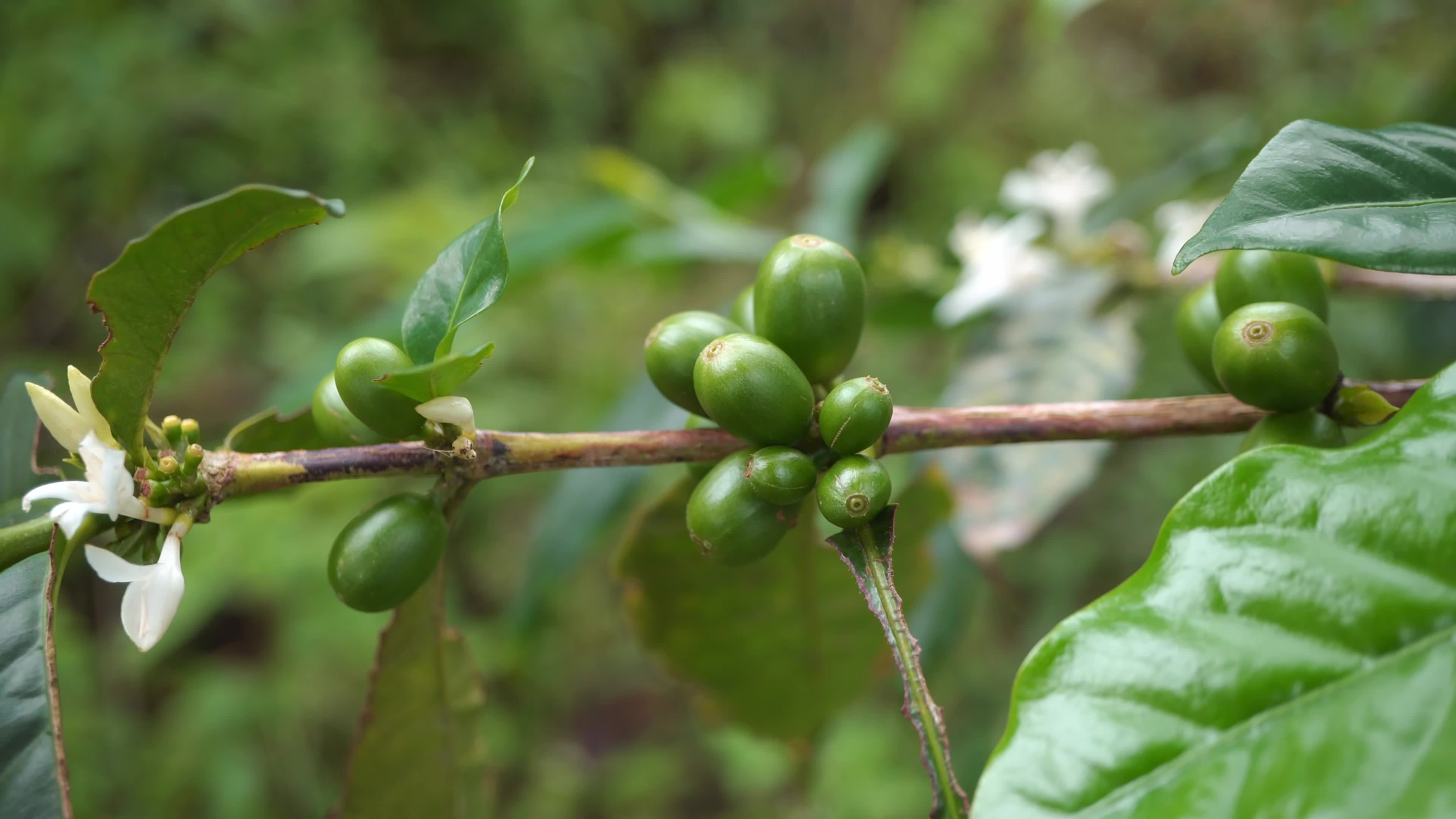 Close up green coffee bean with black ant on the branch. The footage is
