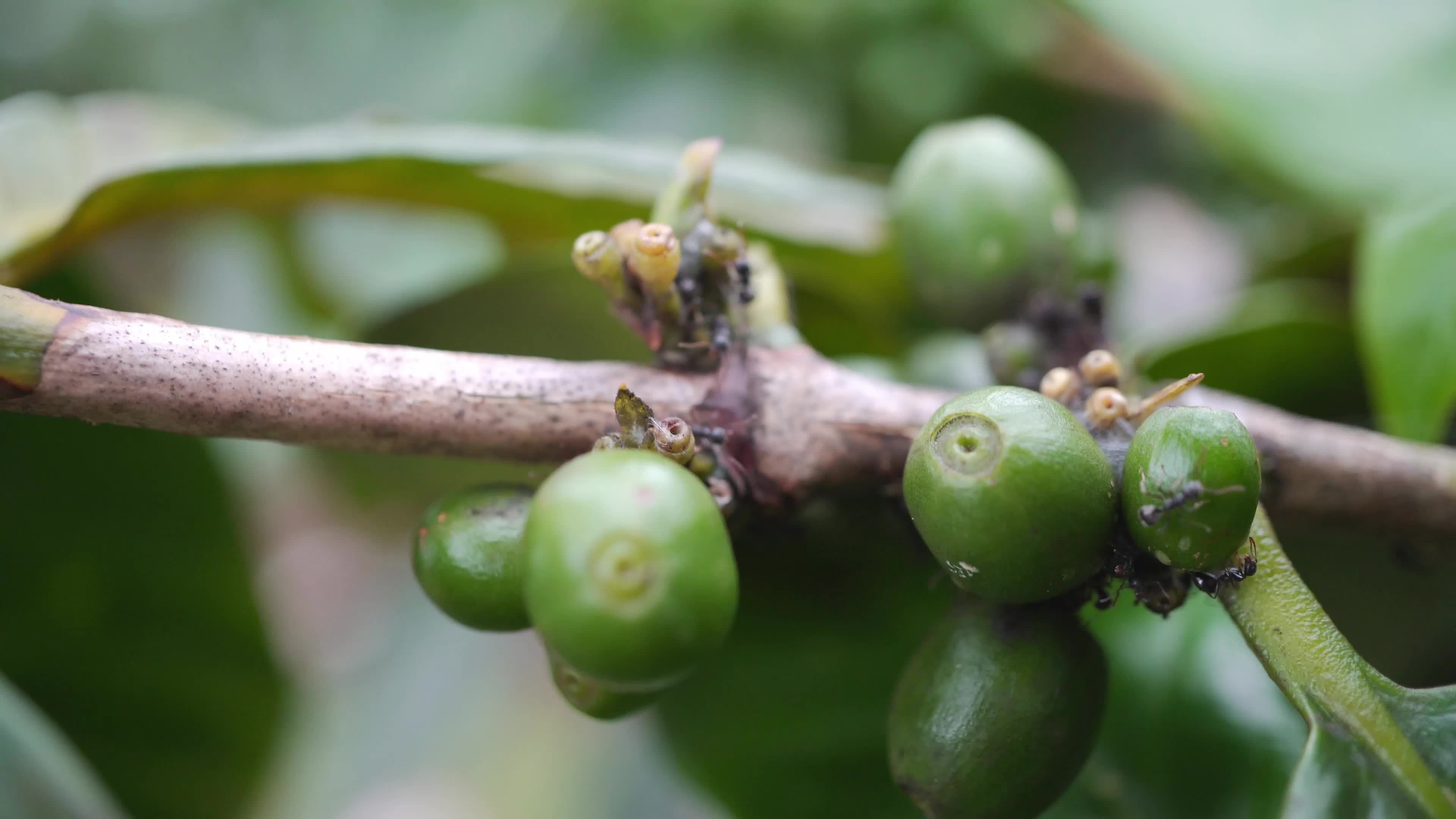 Close up green coffee bean with black ant on the branch. The footage is