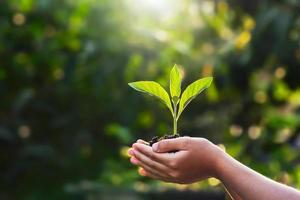 hand children holding young plant with sunlight on green nature background. concept eco earth day photo