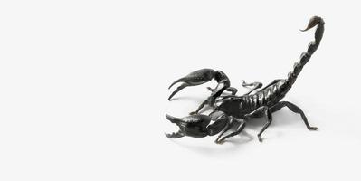 scorpion isolate on white background photo