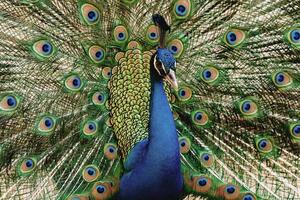 Portrait peacock with beautiful colorful feather photo