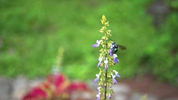 cerca arriba rosado y púrpura blanco flor con negro abeja tomar extraer flor. el imágenes es adecuado a utilizar para salvaje vida imágenes y flor movimiento cuando primavera estación. video