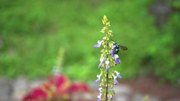 fechar acima Rosa e roxa branco flor com Preto abelha levar extrair flor. a cenas é adequado para usar para selvagem vida cenas e flor movimento quando Primavera temporada. video