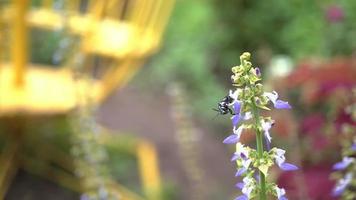 proche en haut rose et violet blanc fleur avec noir abeille prendre extrait fleur. le métrage est adapté à utilisation pour sauvage la vie métrage et fleur mouvement lorsque printemps saison. video