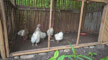 pollo en el jaula cuando Mañana alimentación en el domesticos granja. el imágenes es adecuado a utilizar para granja imágenes, viaje destino imágenes y animal educación. video