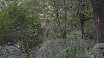 a caminho indo para água outono em a chuva floresta. a cenas é adequado para usar para aventura conteúdo meios de comunicação, natureza poster e floresta fundo. video