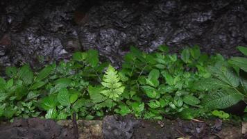 vert feuille Contexte sur forêt tropicale lorsque printemps saison. le métrage est adapté à utilisation pour la nature arrière-plan, botanique affiche et la nature contenu médias. video