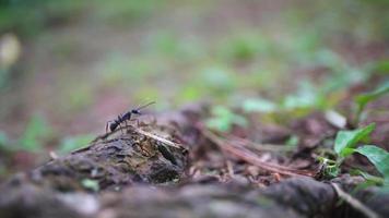 negro hormiga caminar terminado el rama de pino bosque. el imágenes es adecuado a utilizar para naturaleza imágenes, y animal educación contenido. video