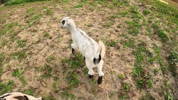 Baby goat running video