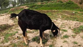 negro cabra comiendo césped en el campo video