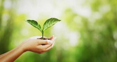 environment concept. hand holding young plant on green blur with sunshine background photo