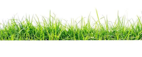 green grass isolate on white background photo