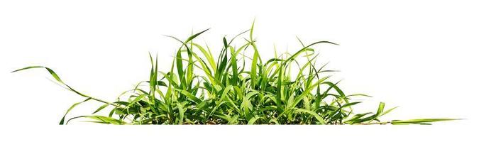 green grass isolate on white background photo