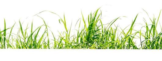 green grass isolate on white background photo