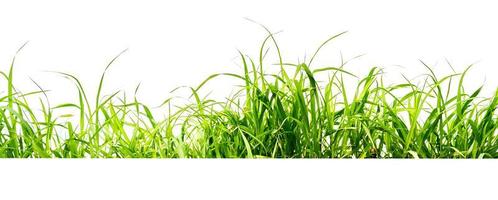 green grass isolate on white background photo