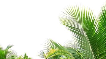 palm leaf isolate on white background photo