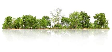 árbol de grupo aislar sobre fondo blanco foto