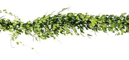 ivy plant on electric wire isolate on white background photo