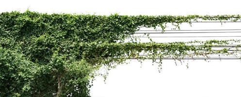 vine ivy plant on wire isolate on white background photo