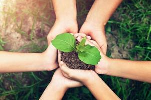 eco ambiente concepto. mano grupo participación pequeño árbol creciente en suciedad con verde césped antecedentes foto