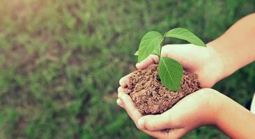 hand holding young plant growing on dirt with green grass background. environment eco concept photo