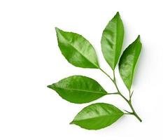 green leaf isolate on white background photo