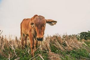 rojo vacas en pie a granja foto