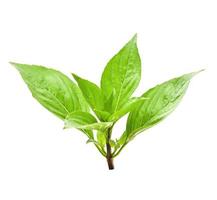 closeup basil leaf isolate on white background photo