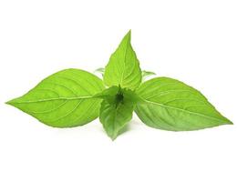 closeup basil leaf isolate on white background photo