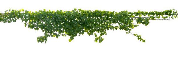 ivy plant on wire electric isolate on white background photo