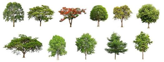 set collection tree isolate on white background photo