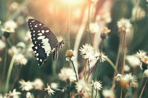 butterfly with flower and sunshine photo
