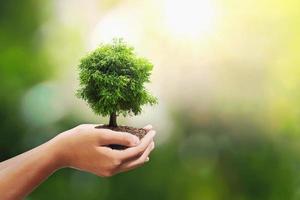 árbol creciente en suelo en mano participación con Brillo Solar antecedentes. eco ambiente concepto foto