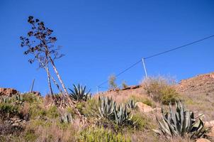 Flora in the mountains photo