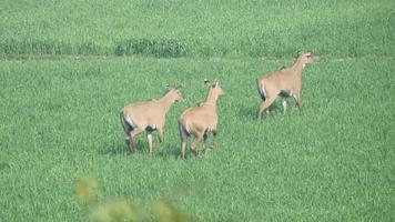 jungle cow in field video