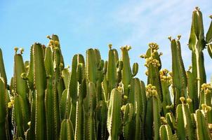 Group of green cacti photo