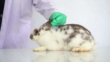 Tierarzt Verwendet Baumwolle Tupfer zum Prüfung und finden das Pilz und Floh und Reinigung das Hase Ohr. Konzepte von Behandlung und Aufrechterhaltung Sauberkeit im Haustiere video