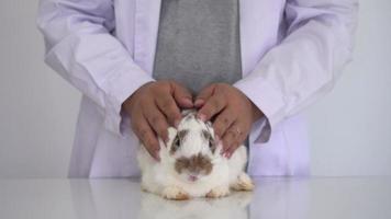 das Tierarzt ist mit seine Hand zu sanft Massage das Hase. zu entspannen das Hase Vor Überprüfung zum Schimmel und Flöhe und Reinigung das Kaninchen Ohren. Ideen zum behalten und behalten sauber im Haustiere video