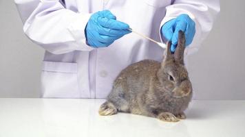 veterinario usos algodón torunda para examinando y hallazgo el hongo y pulga y limpieza el Conejo oreja. conceptos de tratamiento y mantener limpieza en mascotas video