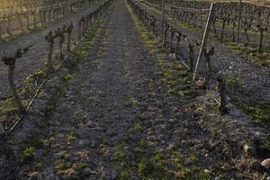 Vineyard in a vineyard photo