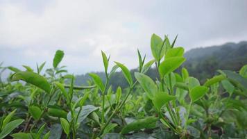 vert thé feuille avec vent mouvement lorsque printemps saison. le métrage est adapté à utilisation pour la nature Voyage métrage et vert thé La publicité images. video