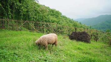 The sheep feeding grass on the green hills when spring season.  The video is suitable to use for farm content media, and animal conservation footage.