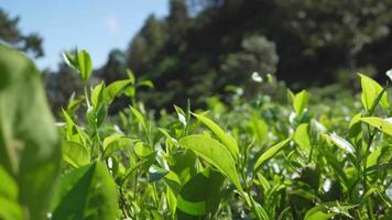 verde té hoja con viento movimiento cuando primavera estación. el imágenes es adecuado a utilizar para naturaleza viaje imágenes y verde té publicidad imágenes. video