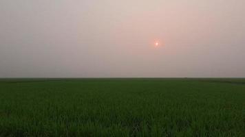 Sonnenuntergang Zeitraffer auf ein Grün Feld 4k Video. schön Sonnenuntergang im ein Grün Paddy Feld, beim Dämmerung Zeit. Abend Zeit Ablauf 4k Aufnahmen von Sonnenuntergang und Wiese. schön natürlich Aussicht von Paddy Feld und Sonnenuntergang. video