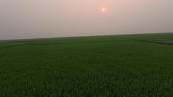 hermosa panorámica vídeo de un verde campo y puesta de sol. verde arrozal campo natural paisaje en un rural zona 4k imágenes. escénico arrozal campo con un hermosa puesta de sol ver a oscuridad tiempo. puesta de sol 4k video. video
