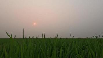 langsam ziehen um durch das Grün Paddy Feld und das Sonnenuntergang 4k Video. Sonnenuntergang 4k Aufnahmen im ein Wiese. schön Natur szenisch Aussicht von ein Wiese. gehen durch ein Paddy Feld, ländlich Bereich 4k Filmaufnahme. video