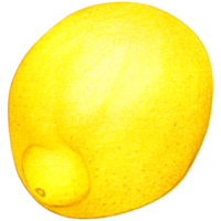 Watercolor lemon illustration isolated png