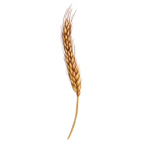 watercolor hand drawn wheat ear png