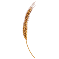 watercolor hand drawn wheat ear png